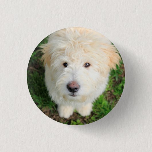 Goldendoodle子犬カメラを見て 缶バッジ (正面)