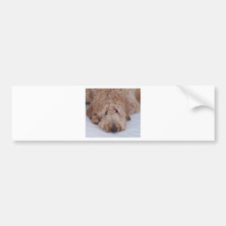GoldenDoodle悲しく、孤独で、愛らしく、及びかわいい犬 バンパーステッカー