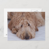 GoldenDoodle悲しく、孤独で、愛らしく、及びかわいい犬 ポストカード (正面/裏面)