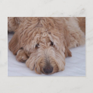 GoldenDoodle悲しく、孤独で、愛らしく、及びかわいい犬 ポストカード