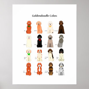 Goldendoodle colors poster ポスター