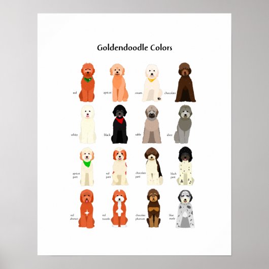Goldendoodle colors poster ポスター (正面)