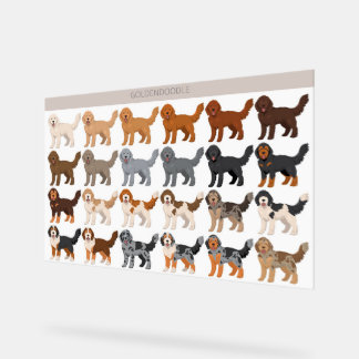 Goldendoodle dog mix アクリルサイン