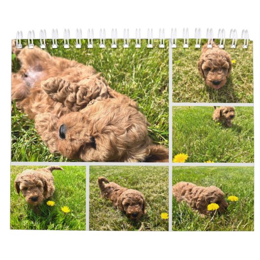 Goldendoodle Puppy 2024カレンダー カレンダー (裏面)