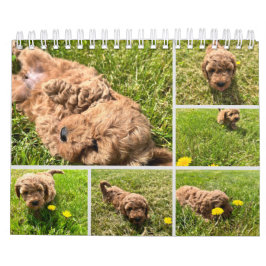 Goldendoodle Puppy 2024カレンダー カレンダー