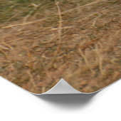 Goldendoodle Runs Through Grass ポスター (角)