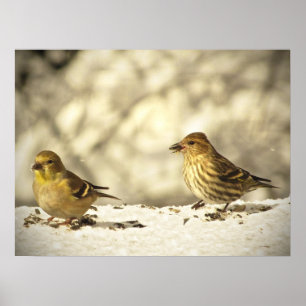 GoldfinchおよびマツSiskin ポスター