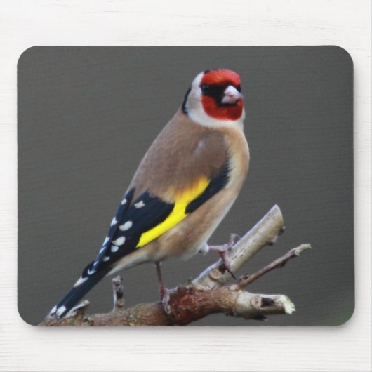 Goldfinchの鳥 マウスパッド (正面)