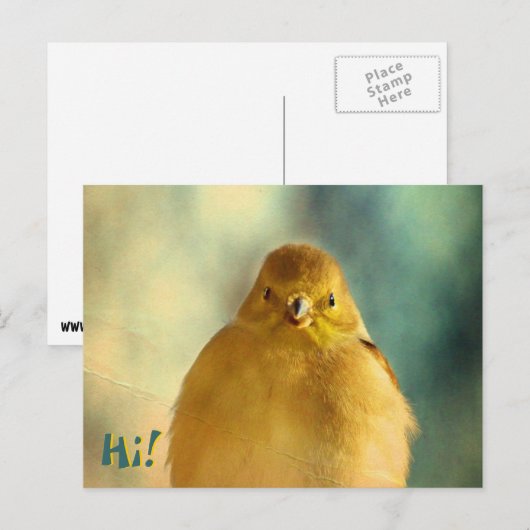 Goldfinch写真 ポストカード (正面/裏面)
