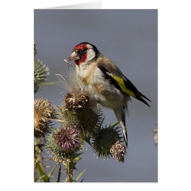 Goldfinch (正面)