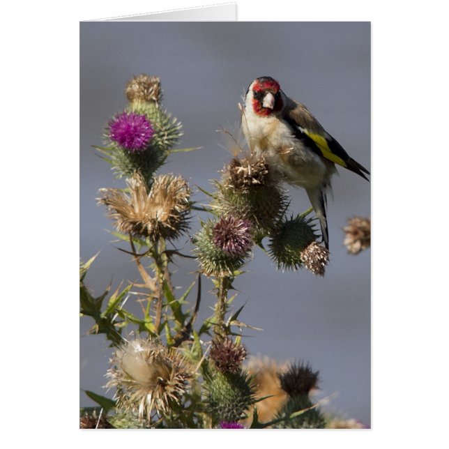 Goldfinch (正面)