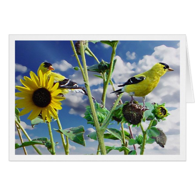 GoldFinch (正面横)