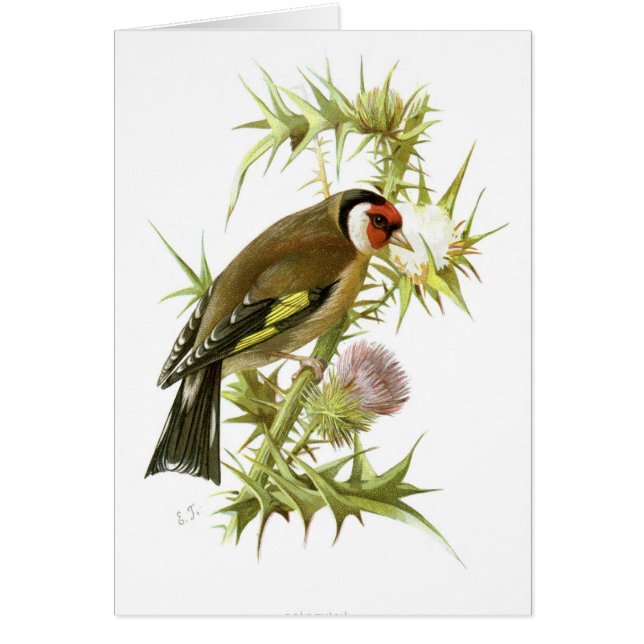 Goldfinch (正面)