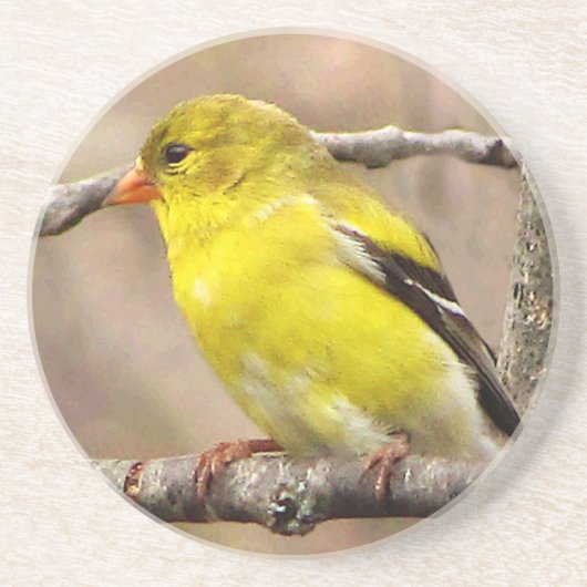 Goldfinch コースター (正面)