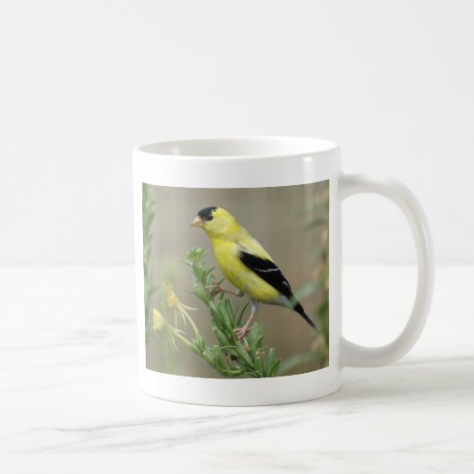 Goldfinch コーヒーマグカップ (右)