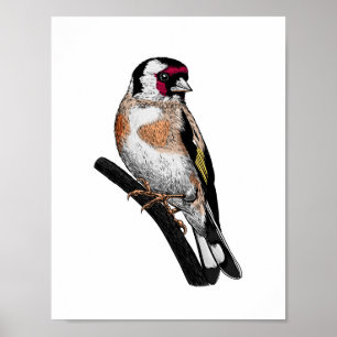 Goldfinch drawing ポスター