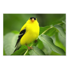 Goldfinch Photo Print フォトプリント