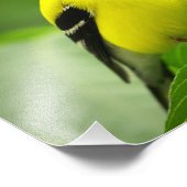 Goldfinch Photo Print フォトプリント (角)