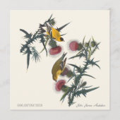 Goldfinches by John James Audubon (正面)