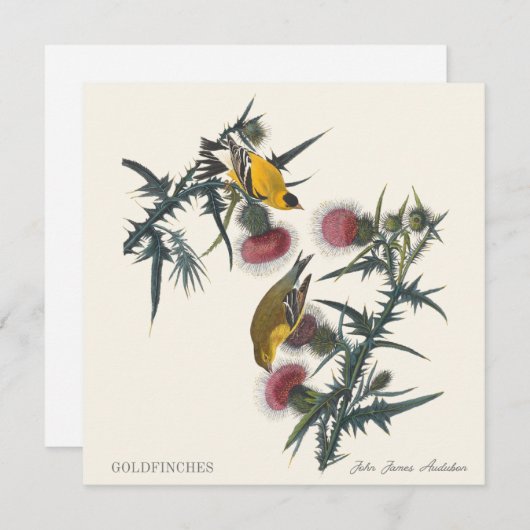 Goldfinches by John James Audubon (正面/裏面)