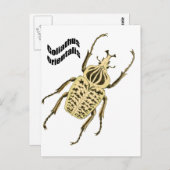 Goliathusのorientalis ポストカード (正面/裏面)