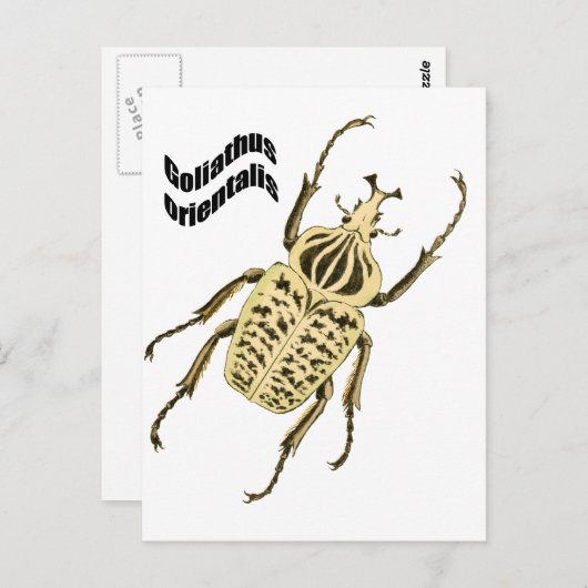 Goliathusのorientalis ポストカード (正面/裏面)