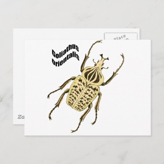 Goliathusのorientalis ポストカード (正面/裏面)