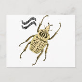 Goliathusのorientalis ポストカード (正面)