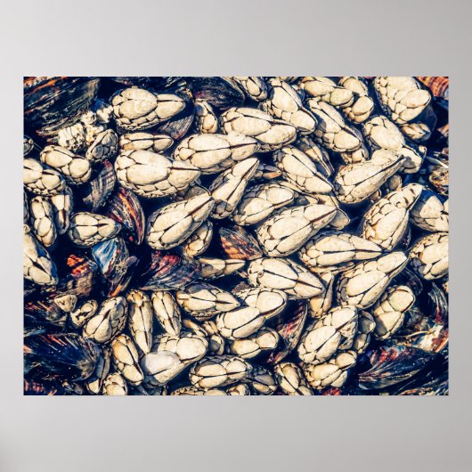Gooseneck Barnacles & Mussels(カナダ西海岸) ポスター (正面)
