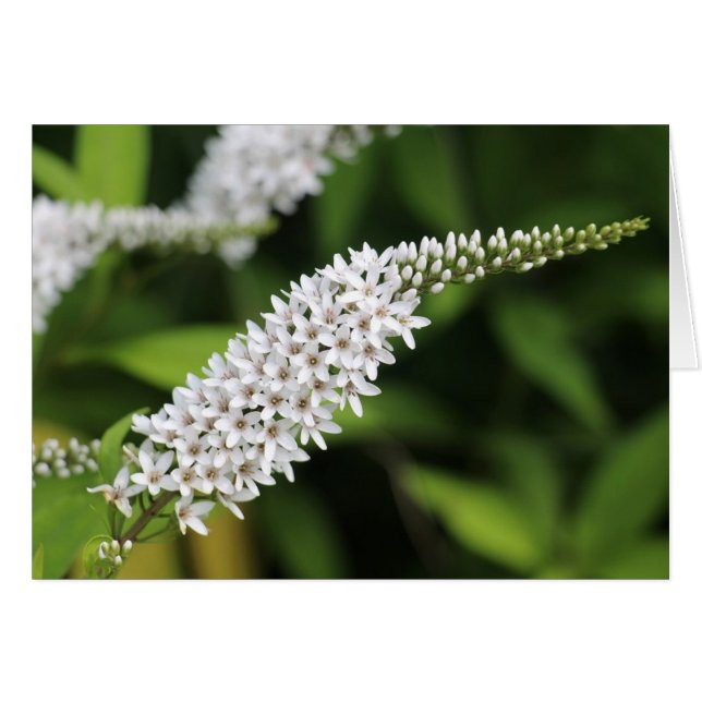 Gooseneck Loosestrife (正面横)