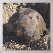 Gopherポスター ポスター (正面)