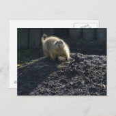 Gopherポスター ポストカード (正面/裏面)