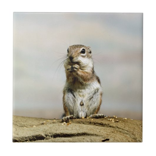 Gopher_005 タイル (正面)