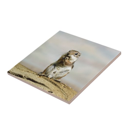 Gopher_005 タイル (側面)