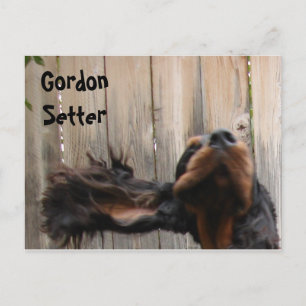 Gordonおっちょこちょいの Setterはがき ポストカード