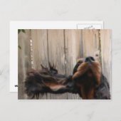 Gordon おっちょこちょいの Setterはがき ポストカード (正面/裏面)