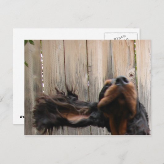 Gordon おっちょこちょいの Setterはがき ポストカード (正面/裏面)