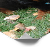 Gordon Setter世代キャンバス印刷 ポスター (角)