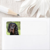 gordon setter.png ラベル (インサイチュ)
