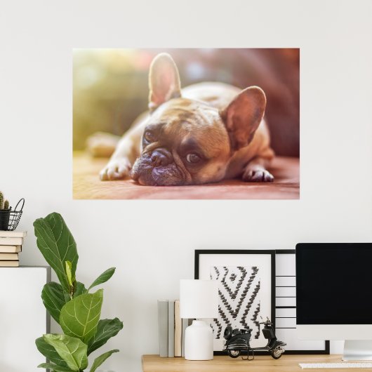 Gorgeous french bulldog lying down ポスター (ホームオフィス)