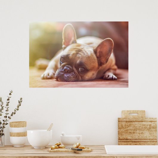 Gorgeous french bulldog lying down ポスター (キッチン)