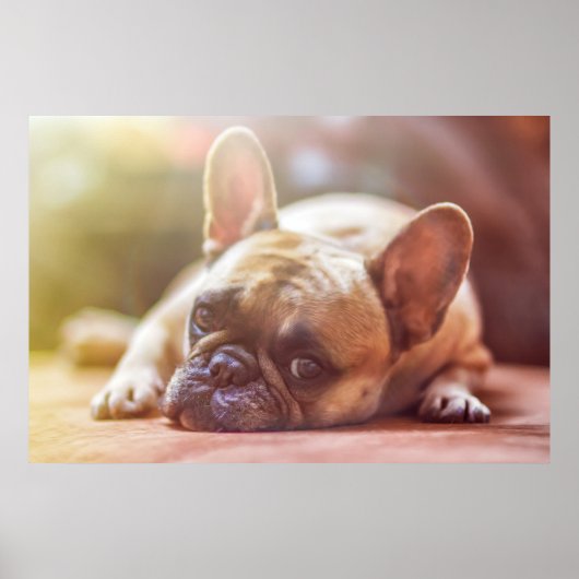 Gorgeous french bulldog lying down ポスター (正面)