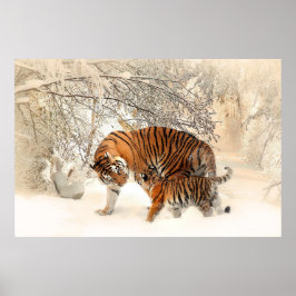 Gorgeous tiger and cub in snow ポスター
