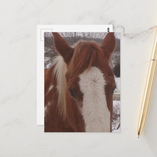 Gorgeous Winter Paint Horse Mare ポストカード (正面/裏面インサイチュ)