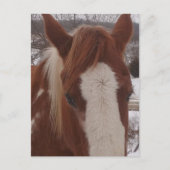 Gorgeous Winter Paint Horse Mare ポストカード (正面)