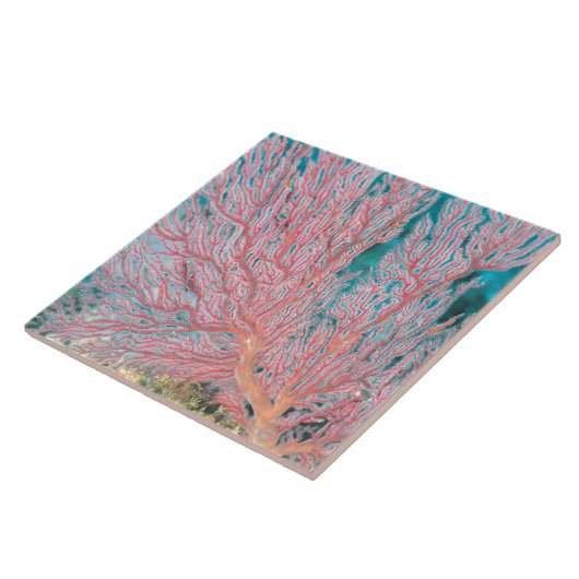 Gorgonian珊瑚3 タイル (側面)