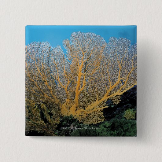 Gorgonian珊瑚 缶バッジ (正面)