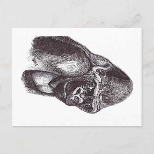 GORILA シーズンポストカード (正面)