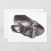 GORILA ポストカード (正面/裏面)