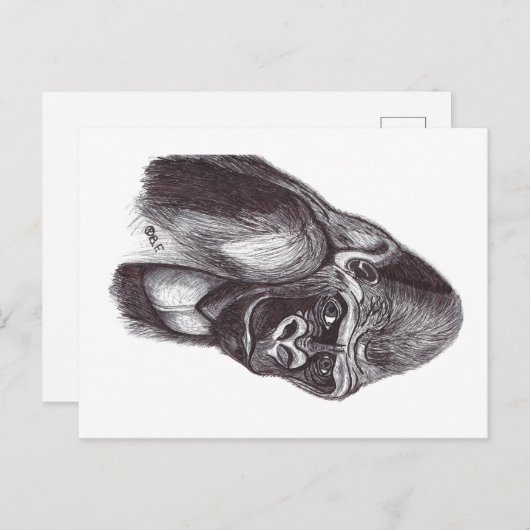 GORILA ポストカード (正面/裏面)